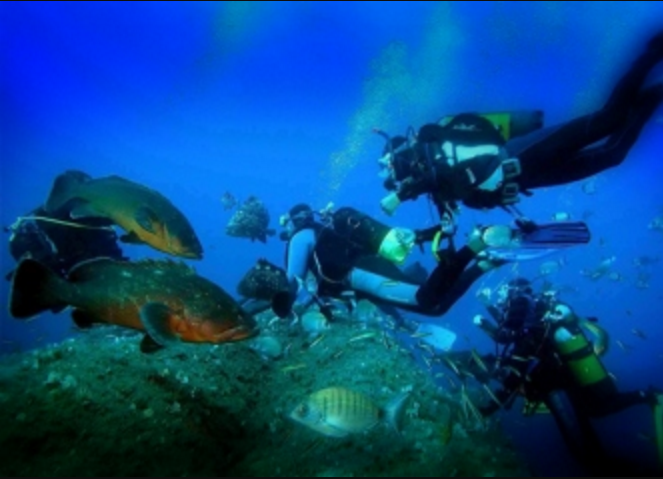 diving pulau seribu jakata