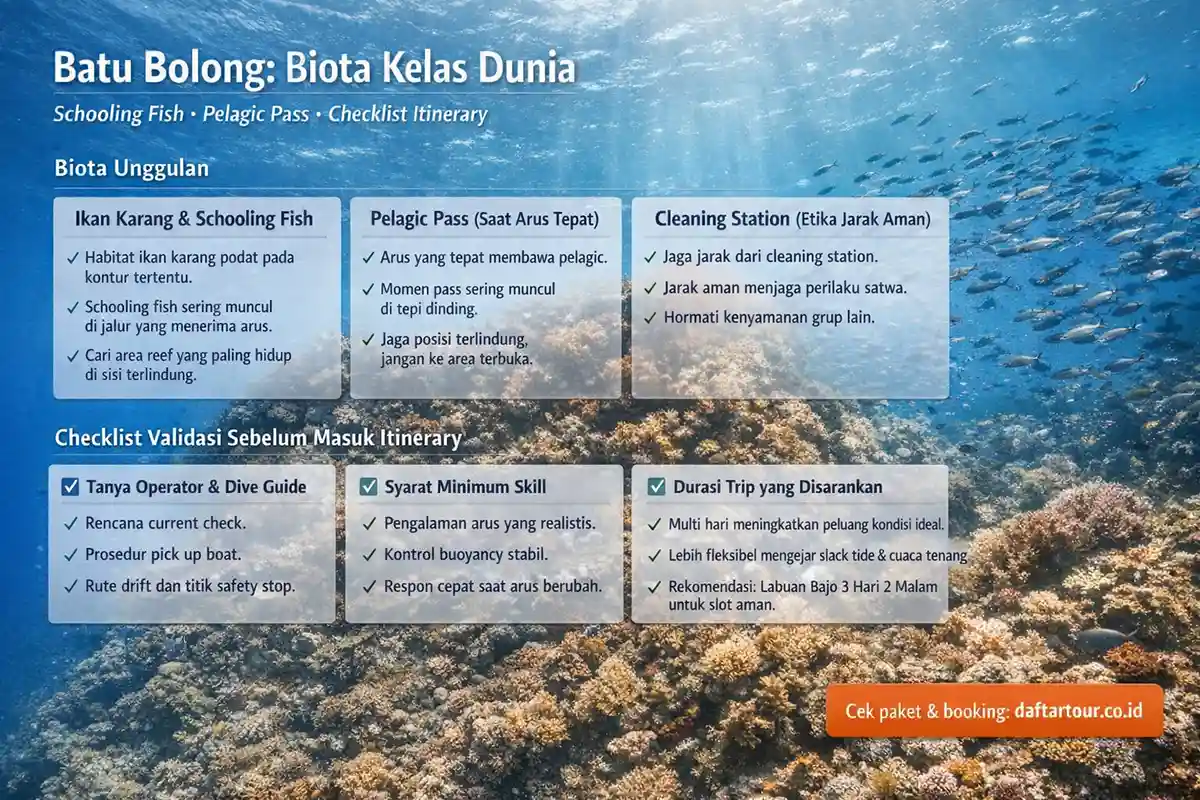 Biota Unggulan Batu Bolong Labuan Bajo