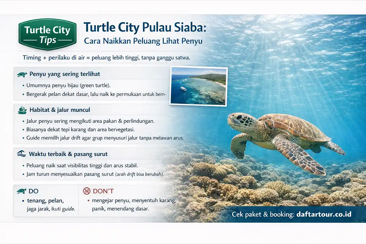penyu di pulau siaba