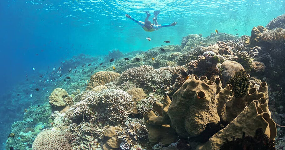 snorkeling di Kepulauan Seribu